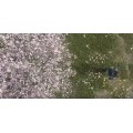 Drone shot for DELTA natural beverage advertising, with DJI Inspire 2, X5S Camera, 5K Video